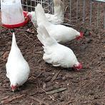 3 spierwitte seram hennen 2025, Dieren en Toebehoren