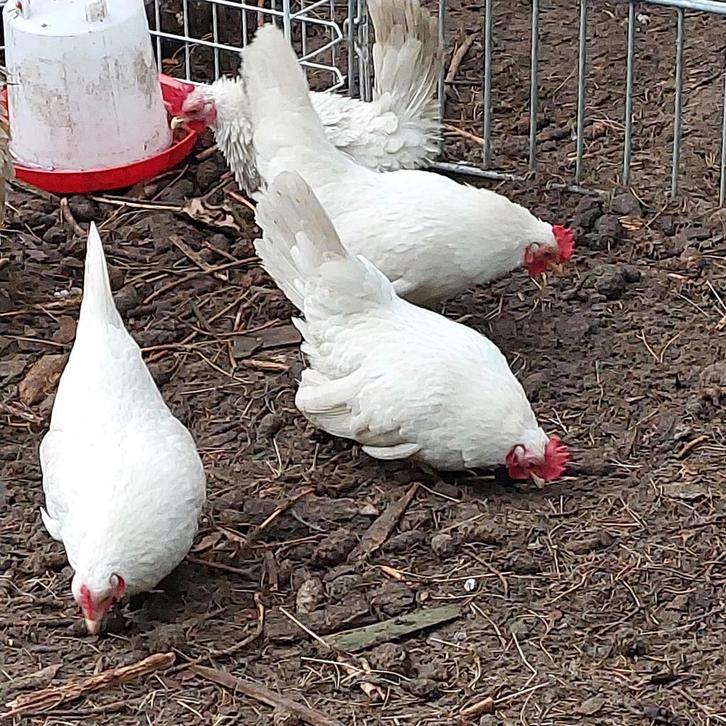 3 spierwitte seram hennen 2025 of broedeieren, Dieren en Toebehoren, Pluimvee