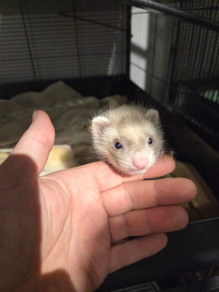 Un beau bélier à frettes moyennes aura lieu le 05/05 pendant, Mâle, Furet, Mars, Domestique