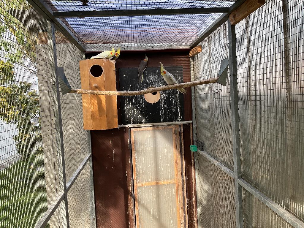 Koppel valkparkieten, Perruche, Bagué