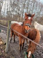 Pouliche, Animaux & Accessoires, L