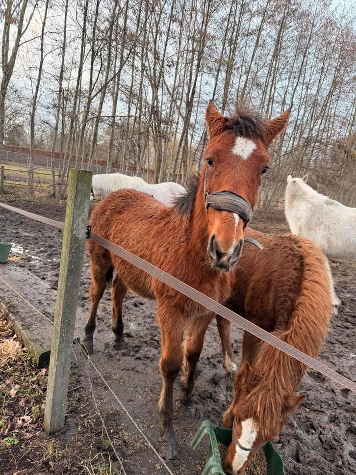 Pouliche, Dieren en Toebehoren, Pony's, L