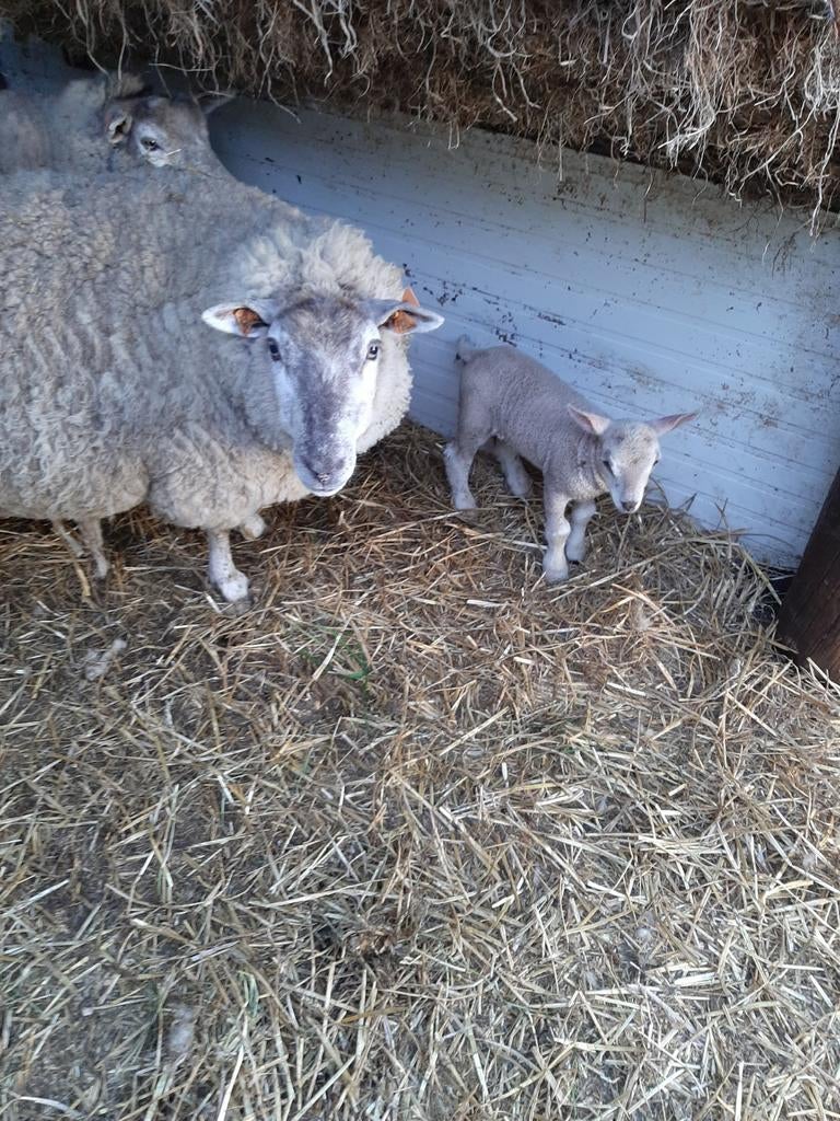 Jonge ooi met boklam, Dieren en Toebehoren