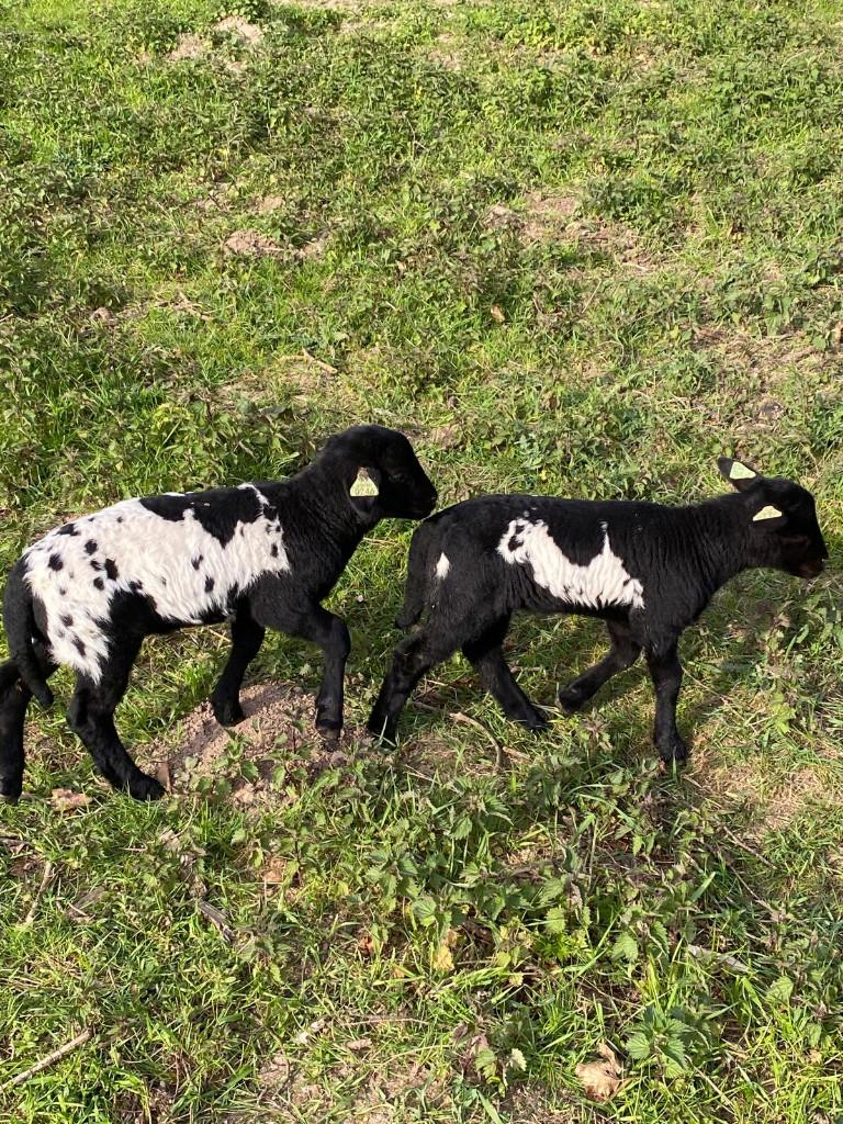 Lammetjes met prachtige tekening, te reserveren, Dieren en Toebehoren, Meerdere dieren, Schaap, 0 tot 2 jaar