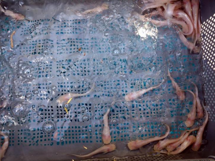 Albino meerval 12/15cm, Dieren en Toebehoren, Vissen | Aquariumvissen