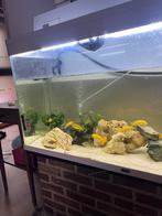 Aquarium met vissen te koop, Dieren en Toebehoren, Ophalen, Zo goed als nieuw