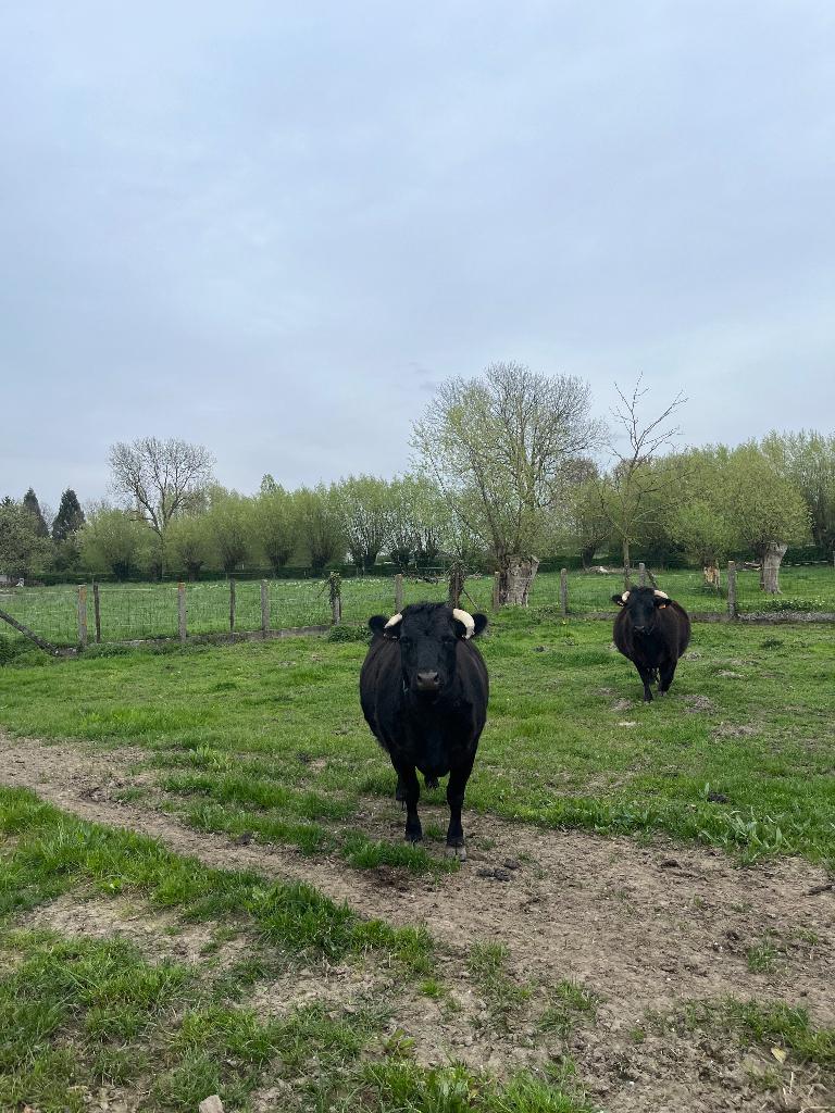 Dexter, Animaux & Accessoires, Bovins, Femelle, 3 à 6 ans