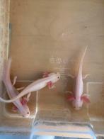 Jeunes axolotls à vendre, 30 eur, Animaux & Accessoires, Autres types
