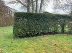 Haie d'ifs, Enlèvement, Taxus, Haie, 100 à 250 cm