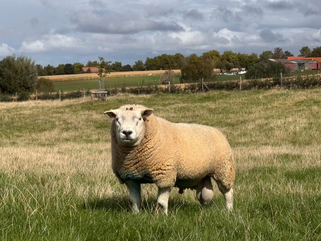 Dekrammen, Dieren en Toebehoren