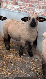 Hampshire down ramlam te koop, Dieren en Toebehoren, Schapen, Geiten en Varkens, Mannelijk, Schaap, 0 tot 2 jaar