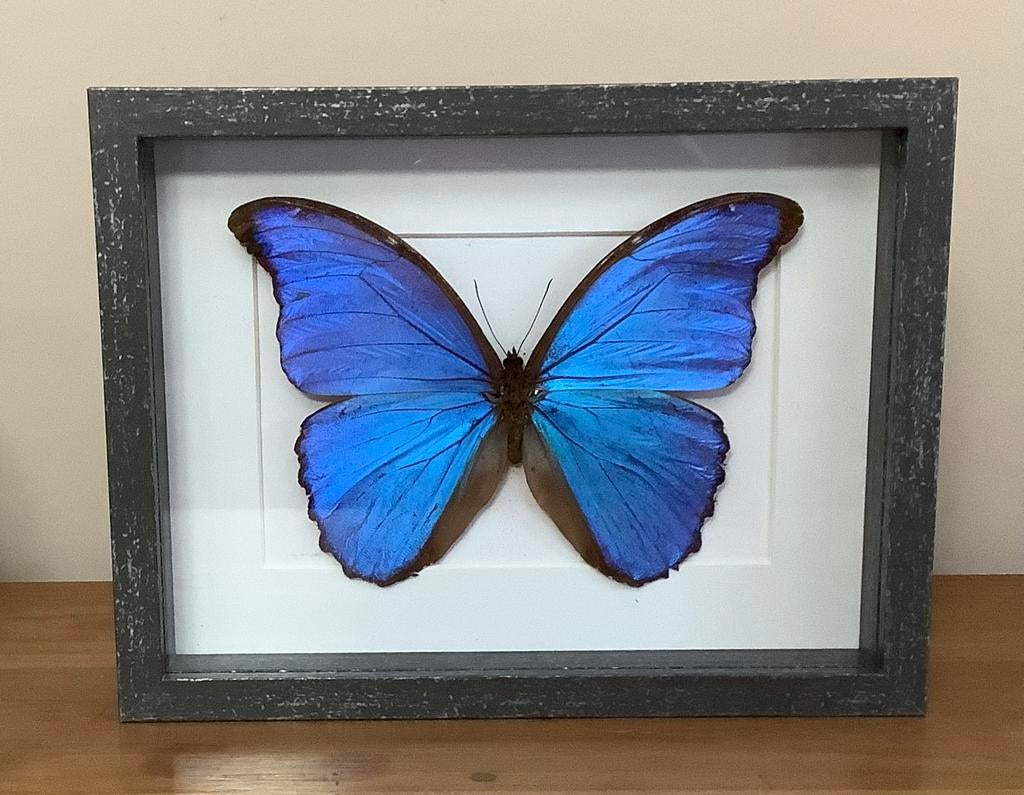 Grand papillon bleu vif dans un nouveau cadre, Collections, Collections Animaux, Enlèvement ou Envoi, Neuf, Insecte, Animal empaillé