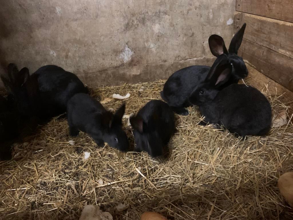 Vlaamse reuzen, Meerdere dieren, Groot, 0 tot 2 jaar