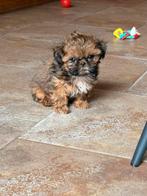Shih tzu pupjes, Parvo, België, 8 tot 15 weken, Meerdere