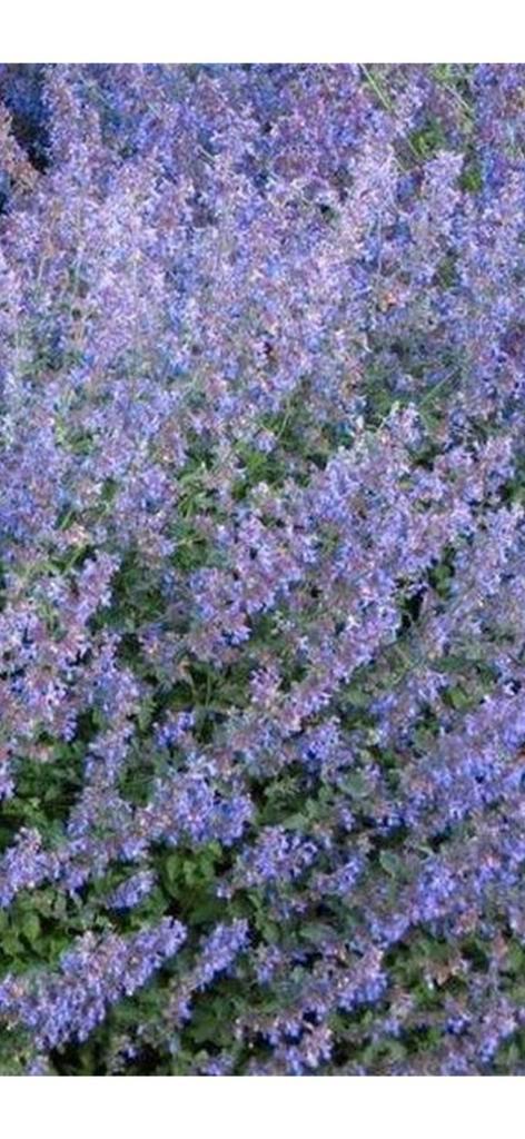 Nepeta fasini, Tuin en Terras, Planten | Tuinplanten, Vaste plant, Volle zon, Ophalen
