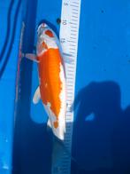 japanse koi, Dieren en Toebehoren, Vissen | Vijvervissen, Karper of Koi