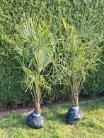 Trachycarpus fortunei wintervast, Tuin en Terras, Planten | Bomen, Ophalen