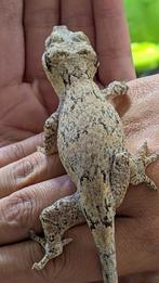 Gargoyle gekko, Dieren en Toebehoren, Hagedis, Tam, 0 tot 2 jaar