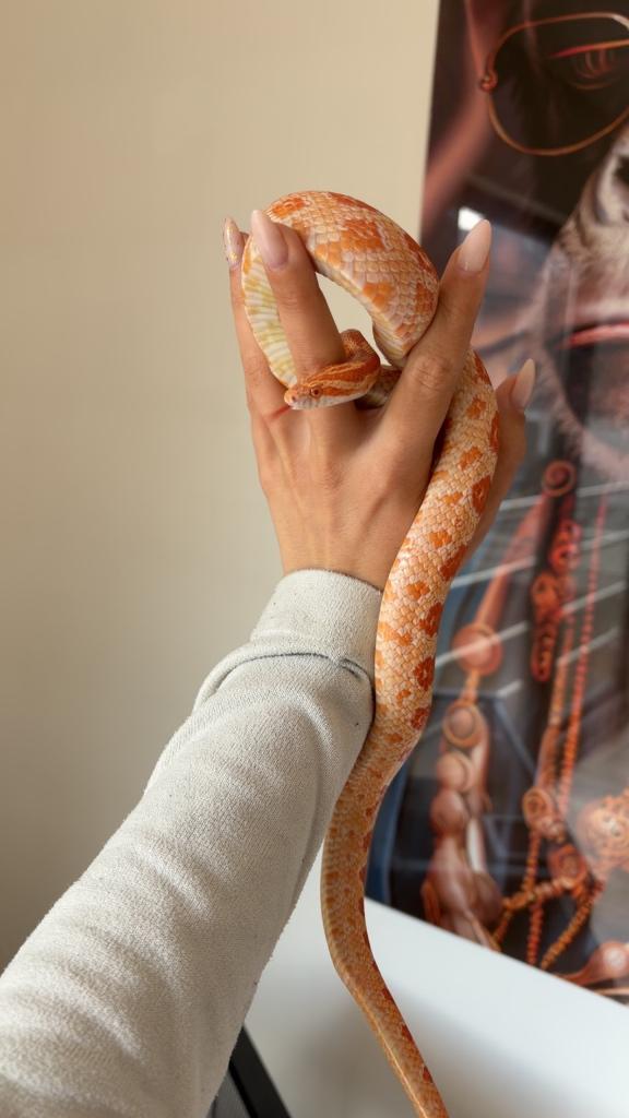 Serpent des blés albinos mâle avec terrarium, Enlèvement, Comme neuf, Terrarium ou Paludarium