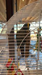 pyrrhura handtam, Dieren en Toebehoren, Geslacht onbekend, Tam