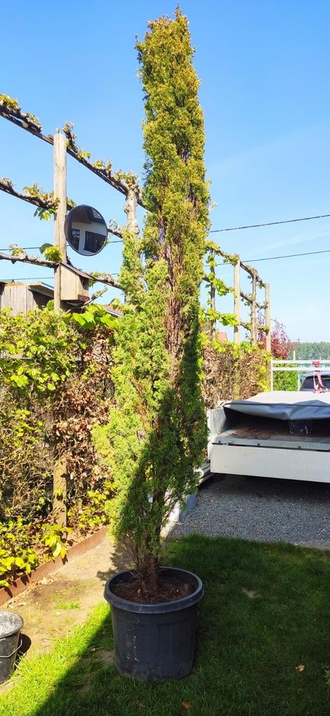 Cupressus sempervirens boom, Tuin en Terras, Ophalen, In pot