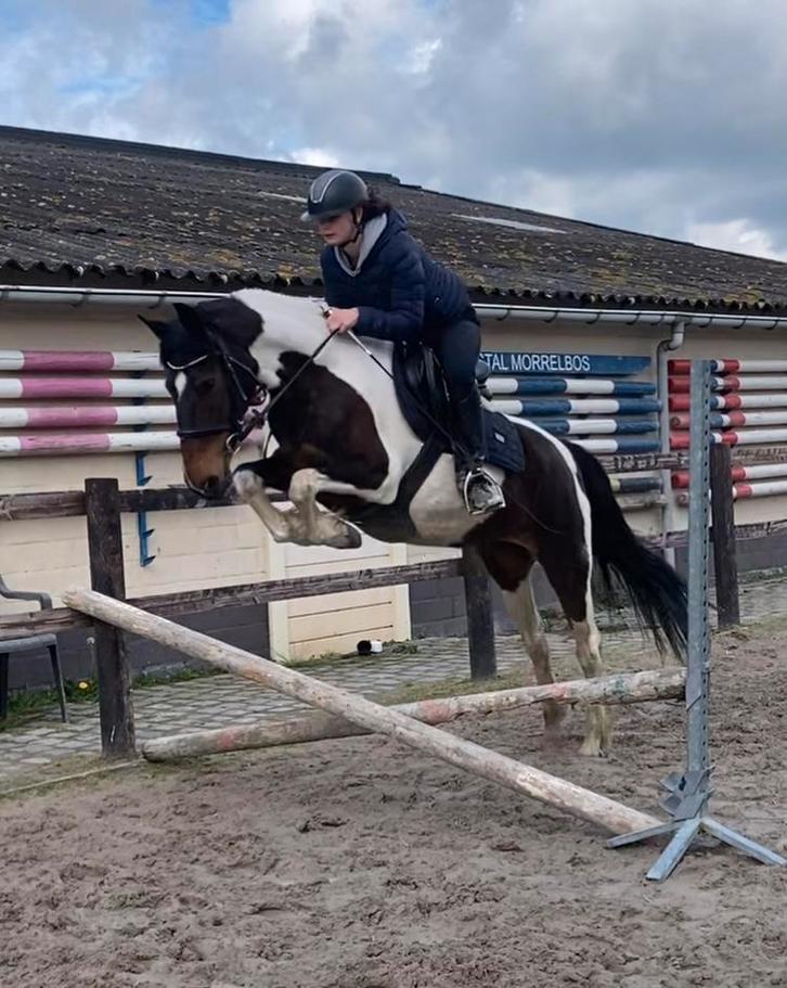 Fok wandel pony + veulen + jaarling, Dieren en Toebehoren, Pony's, Merrie, L, D pony (1.37m tot 1.48m), Recreatiepony, 11 jaar of ouder