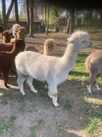 Gecastreerde alpaca, Dieren en Toebehoren, Overige Dieren, Juni