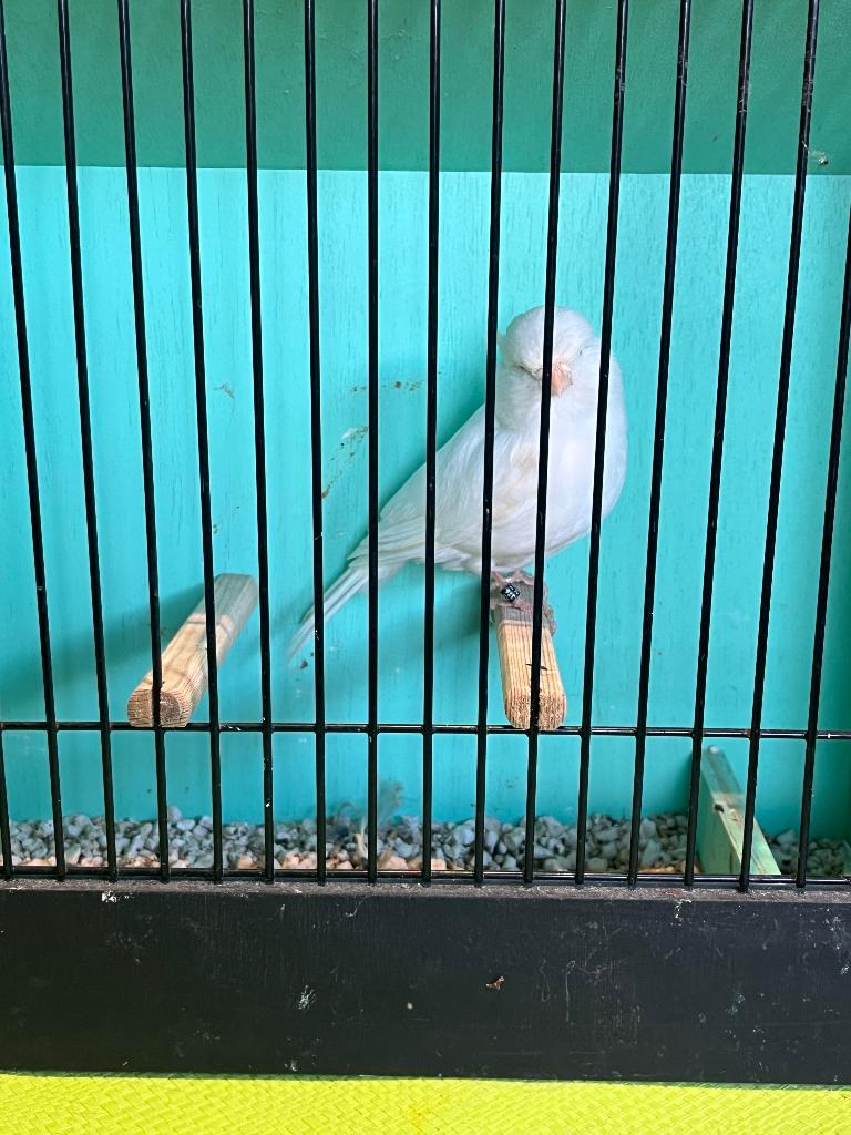 Glosters, Dieren en Toebehoren, Mannelijk, Postuurkanarie