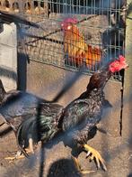 Shamo, Dieren en Toebehoren, Pluimvee