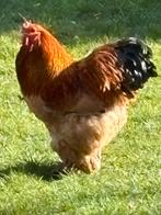 Mooie columbia buff zwart haan 2025 kraait zacht, Dieren en Toebehoren, Mannelijk, Kip