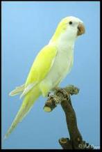 Gezocht: veel soorten o.a roses,Muisparkieten en caiqs