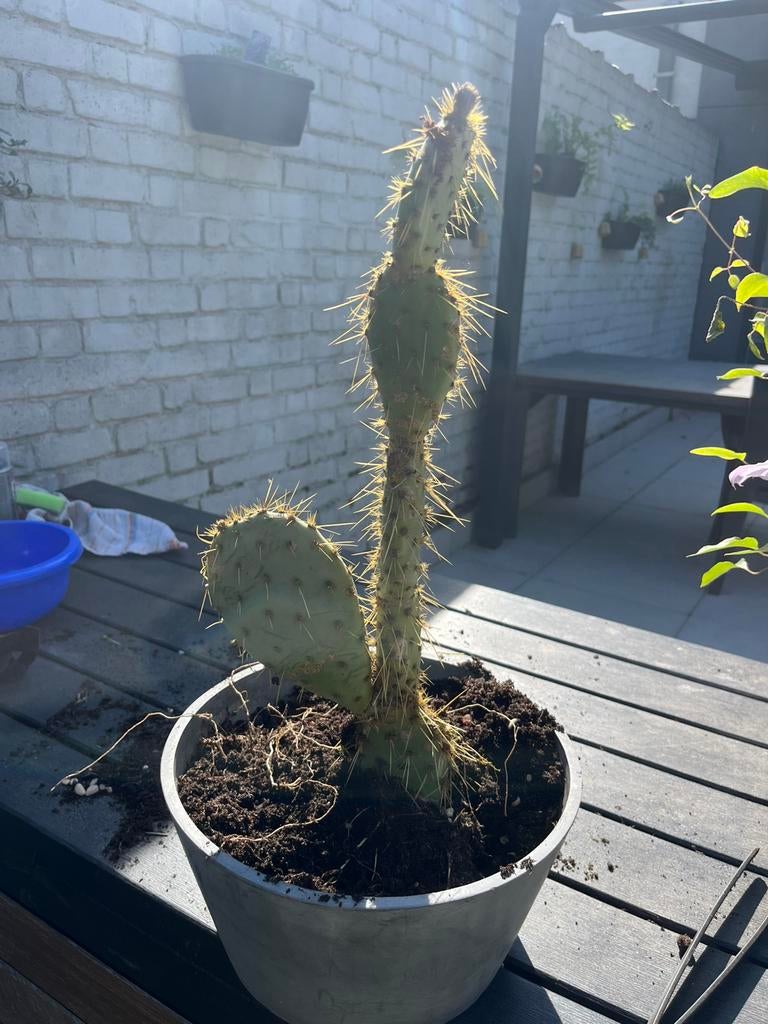 Cactus, Tuin en Terras, Ophalen