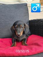 korthaar teckel pups, Dieren en Toebehoren, België, 15 weken tot 1 jaar, Reu, Korthaar