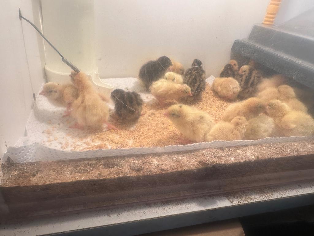 Poussins de caille, Plusieurs animaux, Autres espèces