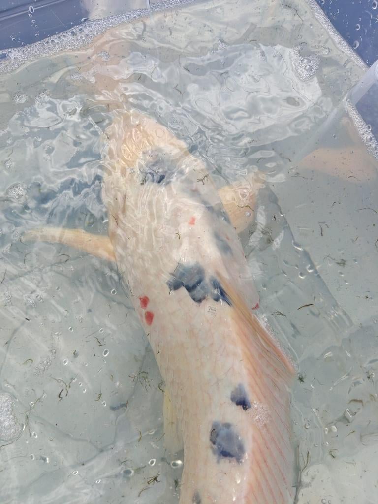 Koi, Dieren en Toebehoren, Karper of Koi