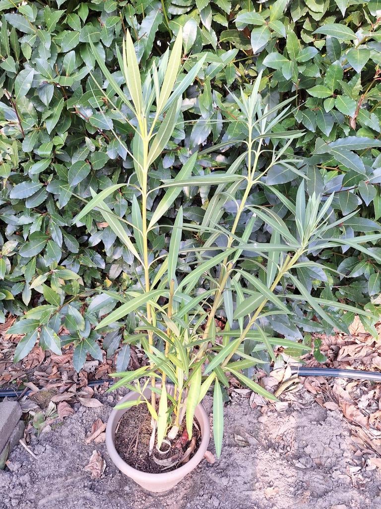 Roze oleander 60cm planthoogte., Ophalen