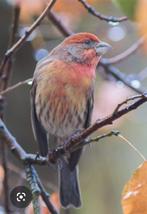 Mexicaanse roodmu split opaal. Koop of ruilen met kanarie, Dieren en Toebehoren