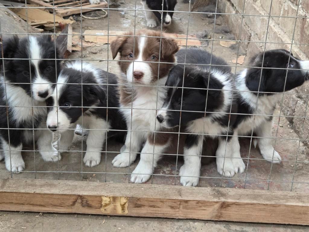 Border collie s, Animaux & Accessoires, Chiens | Bergers & Bouviers, Colley, Éleveur | Loisir, Plusieurs, Belgique, 8 à 15 semaines