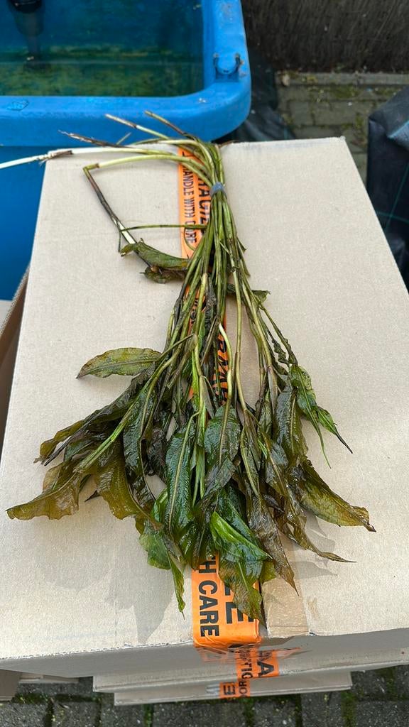 Glanzend fonteinkruid! Vijver specialist, Tuin en Terras, Vijver-toebehoren, Ophalen, Zo goed als nieuw