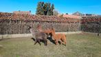 alpaca, Dieren en Toebehoren