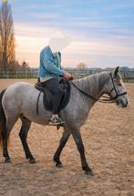 Klein paardje pre-mix, Dieren en Toebehoren, Ophalen