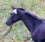 Fijn te rijden paardje, Animaux & Accessoires, Chevaux, Vermifugé, 11 ans ou plus, Moins de 160 cm, L