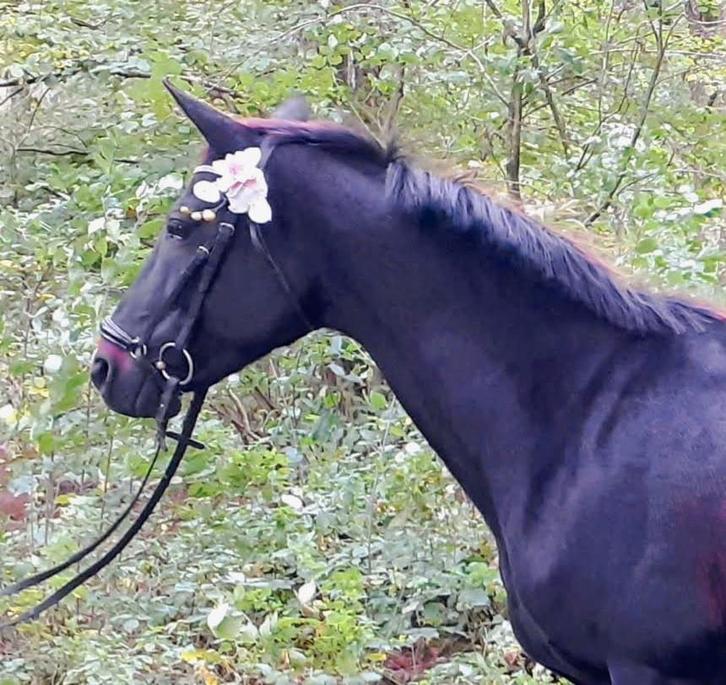 Fijn te rijden paardje, Animaux & Accessoires, Chevaux, Jument, L, Moins de 160 cm, 11 ans ou plus, Cheval de récréation, Avec puce électronique