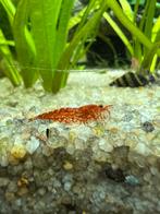 Lower grade vuurgarnalen (neocaridina), Homard, Crabe ou Crevette, Poisson d'eau douce, Banc de poissons