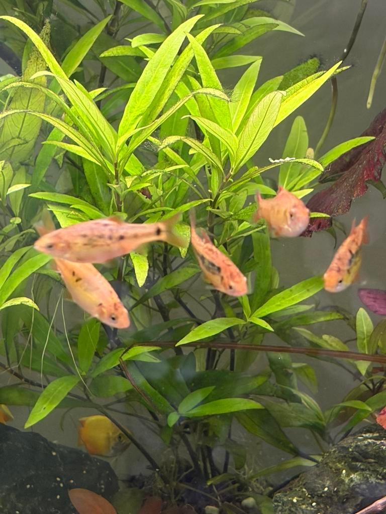 Barbillons dorés (Puntius semifasciolatus), Animaux & Accessoires, Poisson, Poisson d'eau douce, Banc de poissons