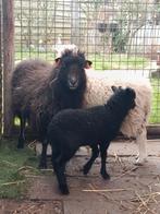 Mooie quessant schaapjes, Dieren en Toebehoren