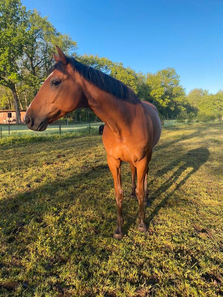 Weidepaard, Dieren en Toebehoren, Paarden
