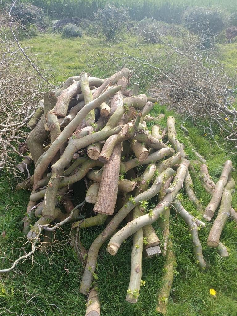 Gratis hout krulwilg, Ophalen