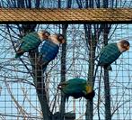 Jonge Roseicolli personata kobalt te koop, Dieren en Toebehoren, Tam