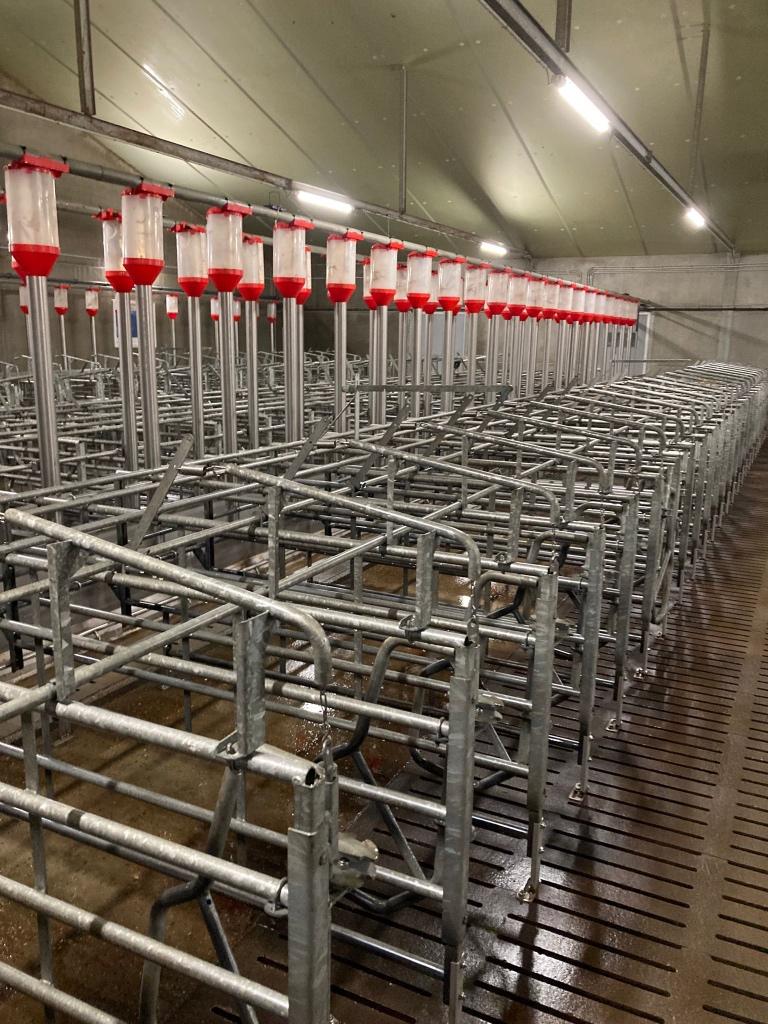 Dekboxen de Reu [249], Dieren en Toebehoren, Schapen, Geiten en Varkens, Varken